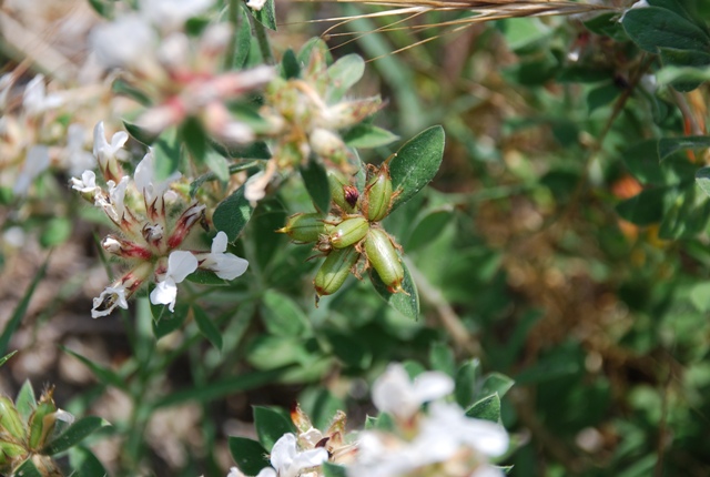 Lotus hirsutus (=Dorycnium hirsutum) / Trifoglino irsuto